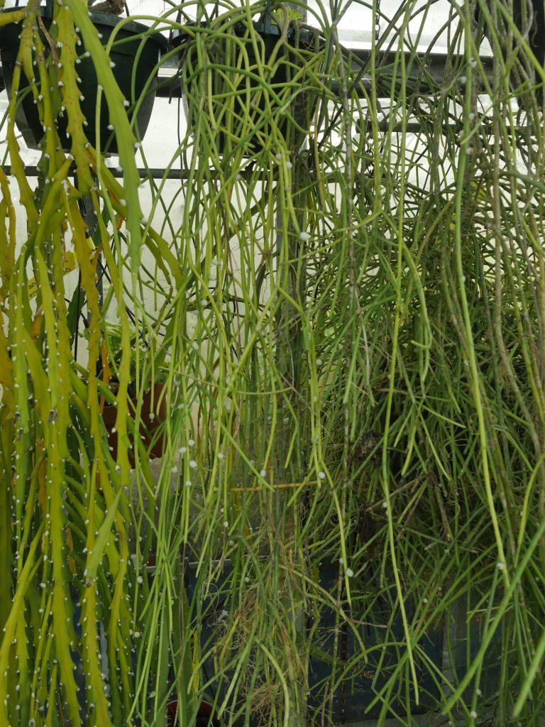 Rhipsalis shaferi, AJ 74 Trinidad, Bolivia
