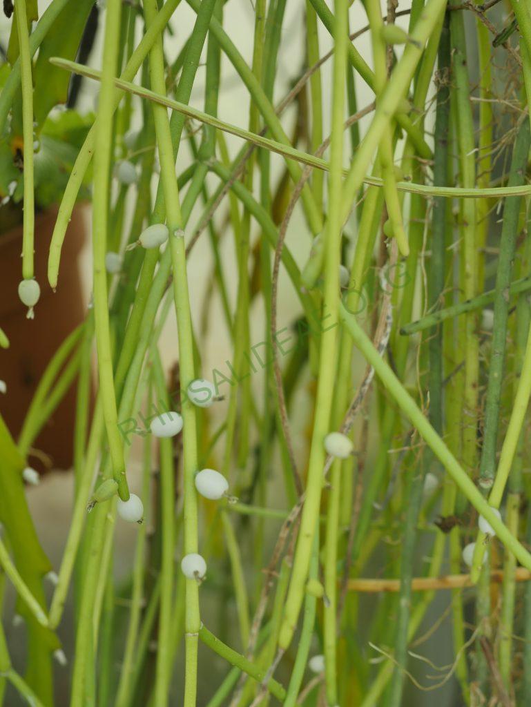 Rhipsalis shaferi, AJ 74 Trinidad, Bolivia