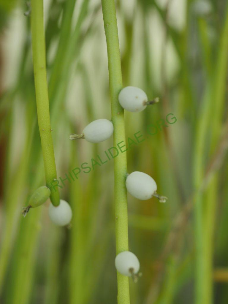 Rhipsalis shaferi, AJ 74 Trinidad, Bolivia