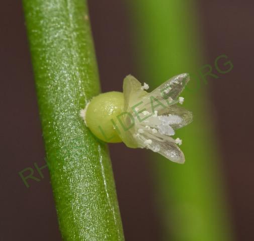 Rhipsalis shaferi, GO 577, Puerto Suárez, Bolivia