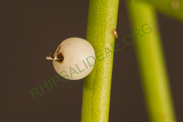 Rhipsalis shaferi, GO 577, Puerto Suárez, Bolivia