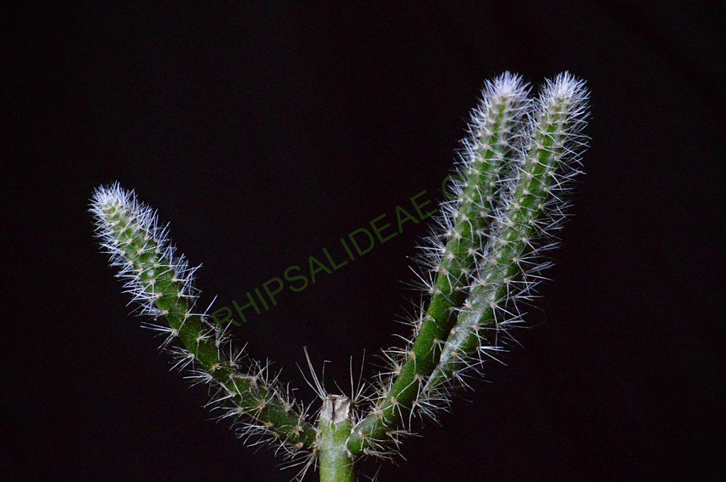 Rhipsalis spinescens, Pedra Grande, Atibaia, São Paulo, Brazil, Gerardus Olsthoorn