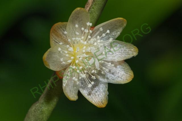 Rhipsalis spinescens, Pedra Grande, Atibaia, São Paulo, Brazil, Gerardus Olsthoorn