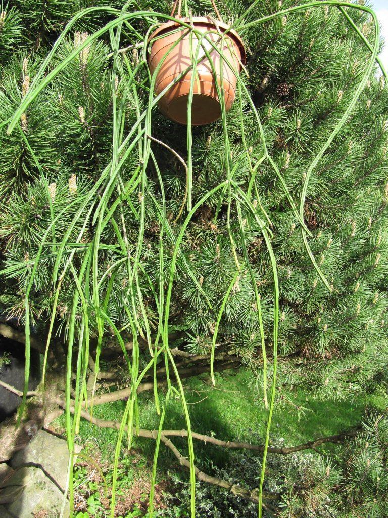 Rhipsalis sulcata, Uhlig