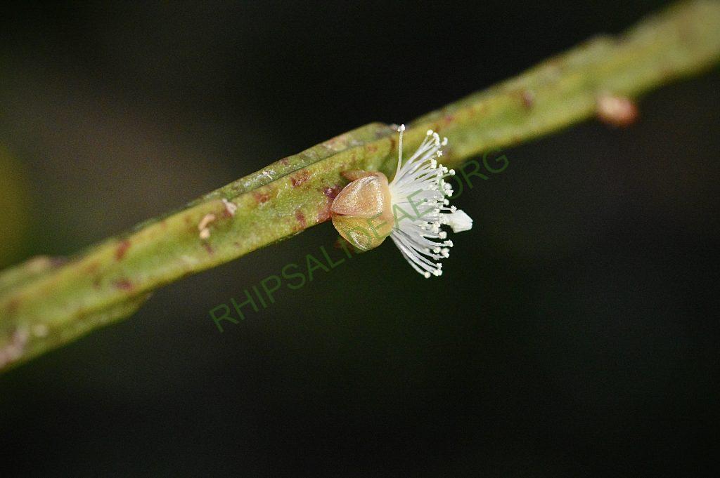 Rhipsalis sulcata, Uhlig