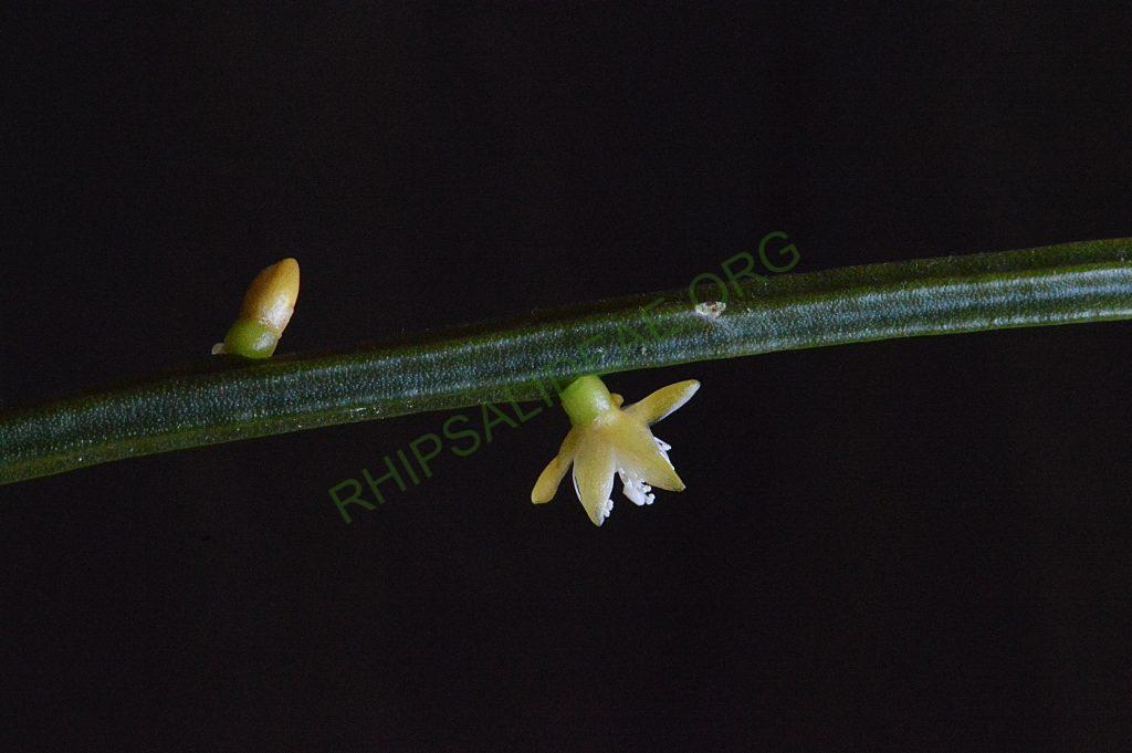 Rhipsalis sulcata, Uhlig