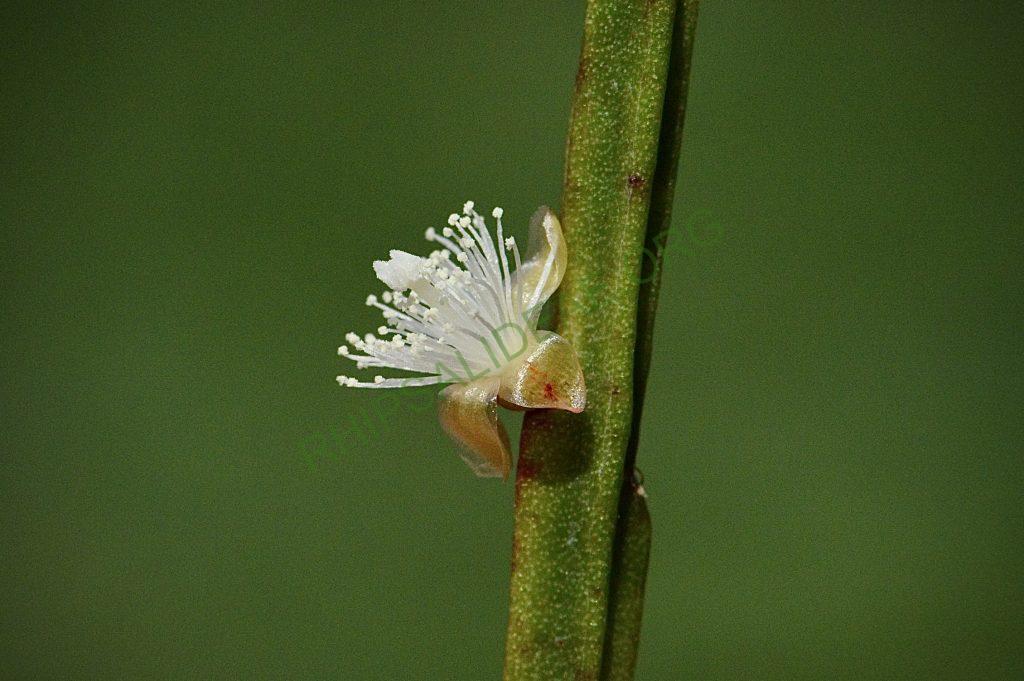 Rhipsalis sulcata, Uhlig