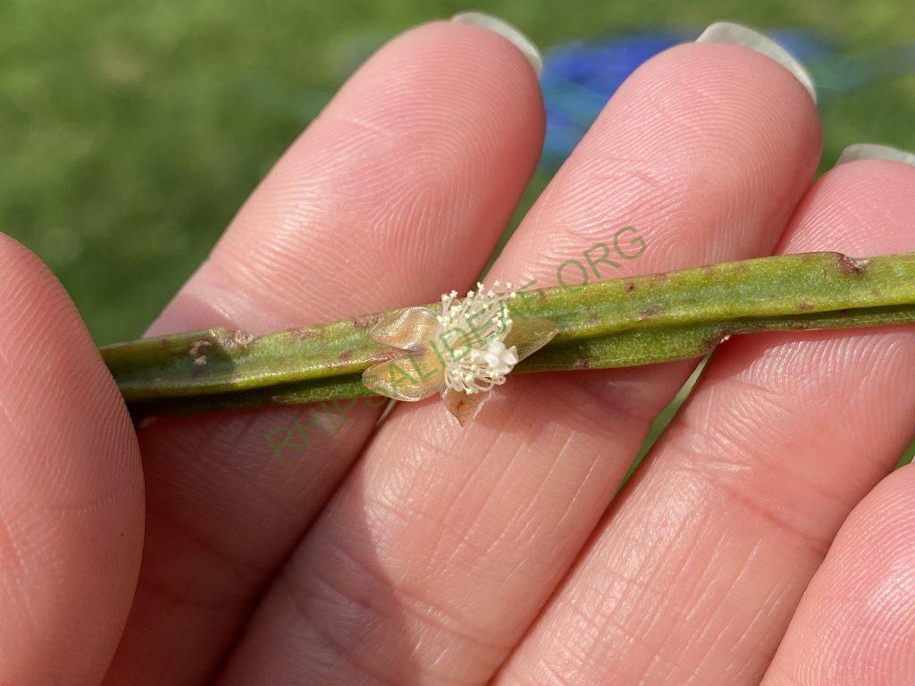 Rhipsalis sulcata, Uhlig