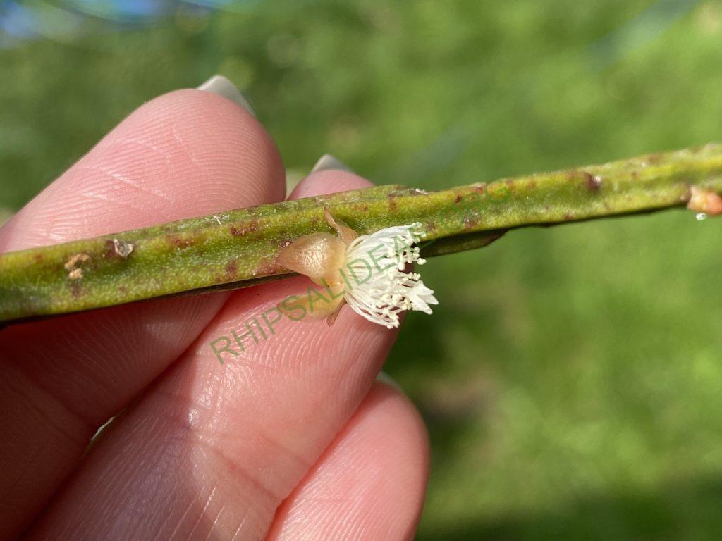 Rhipsalis sulcata, Uhlig