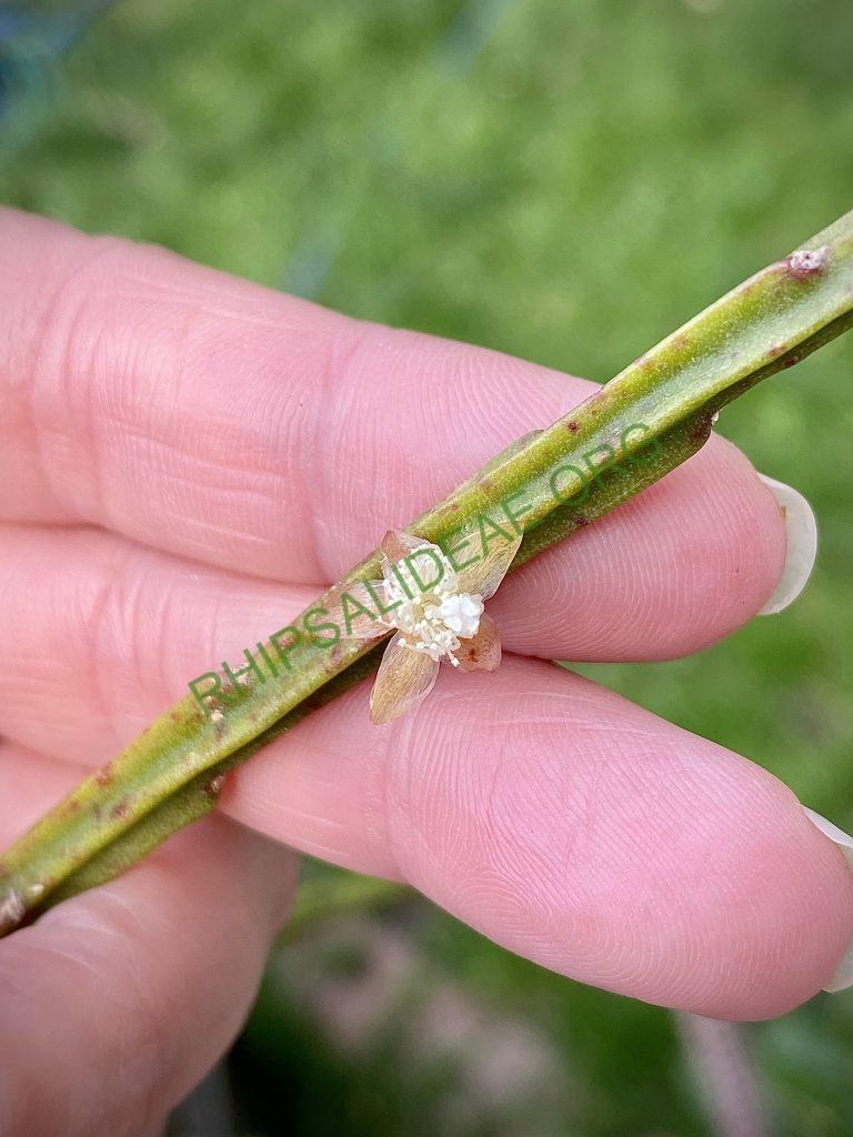 Rhipsalis sulcata, Uhlig