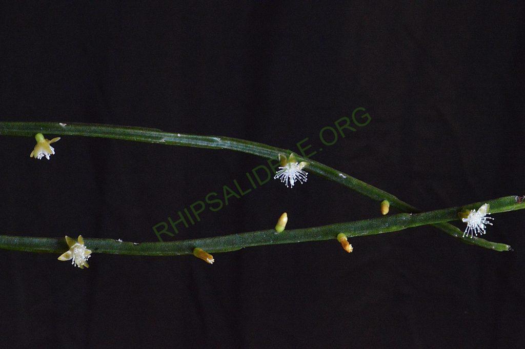 Rhipsalis sulcata, Uhlig