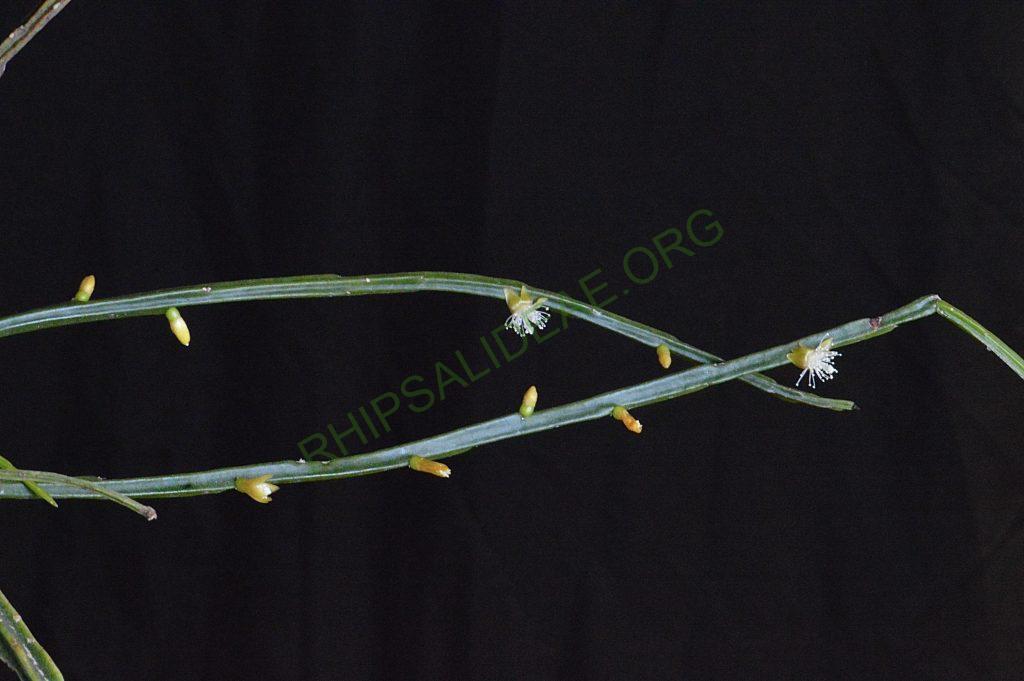 Rhipsalis sulcata, Uhlig