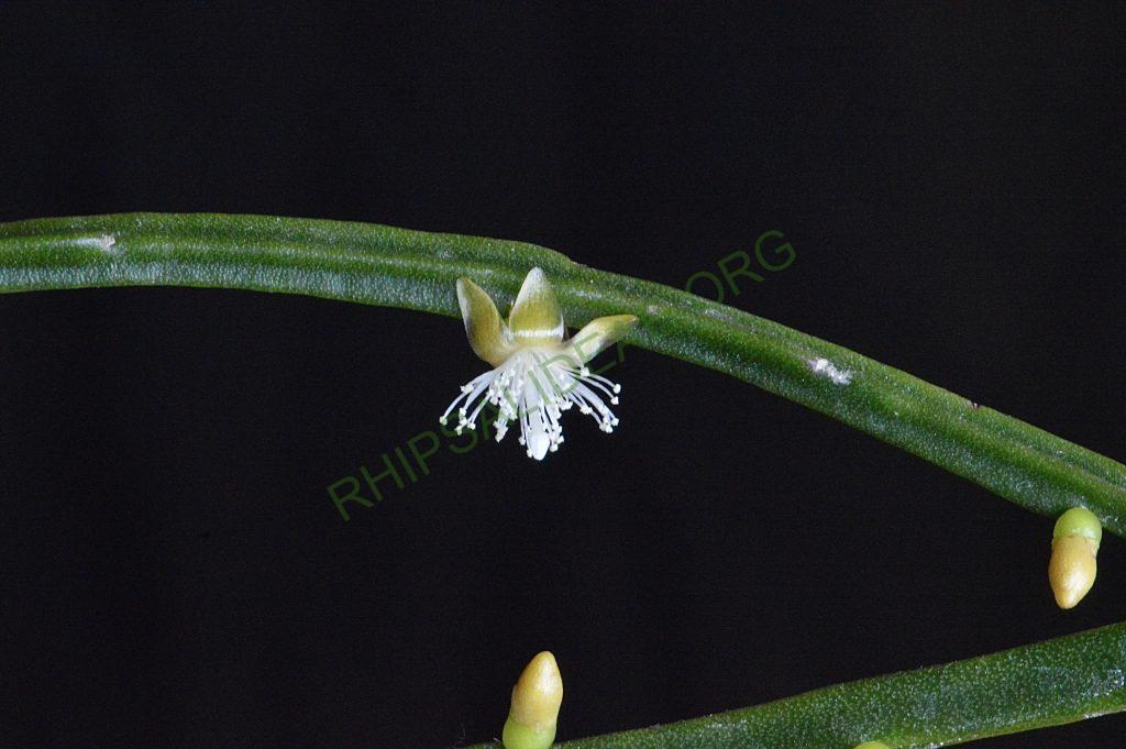 Rhipsalis sulcata, Uhlig