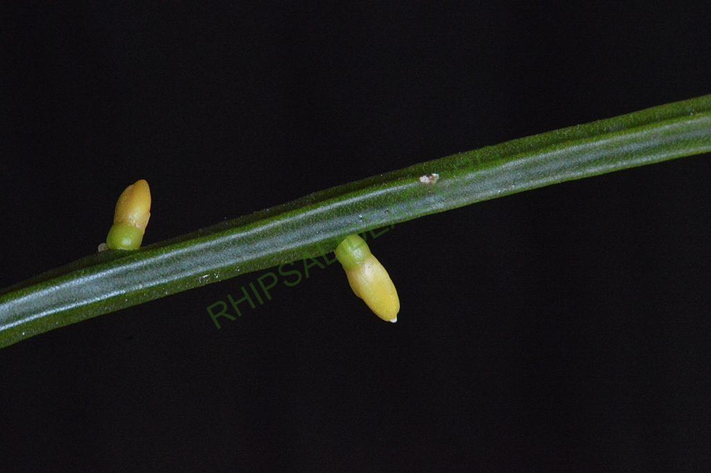 Rhipsalis sulcata, Uhlig