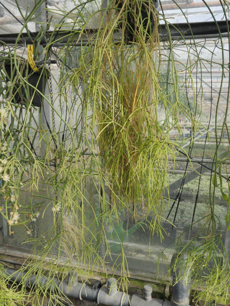 Rhipsalis teres f. teres, HU 1117, Estrela, Rio Grande do Sul, Brazil