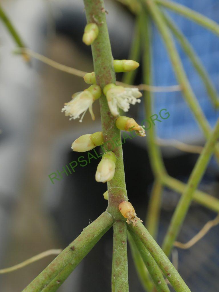 Rhipsalis teres f. teres, HU 1117, Estrela, Rio Grande do Sul, Brazil