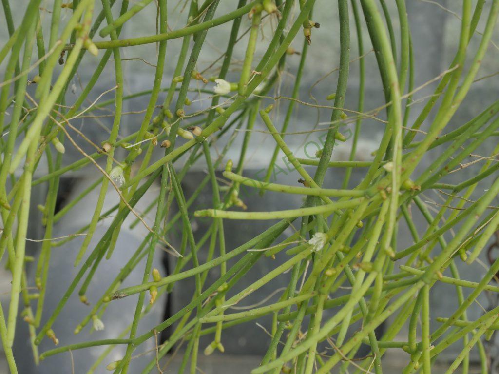 Rhipsalis teres f. teres, HU 1117, Estrela, Rio Grande do Sul, Brazil