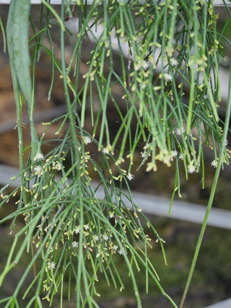 Rhipsalis teres f. teres, Bocaina, São Paulo, Brazil