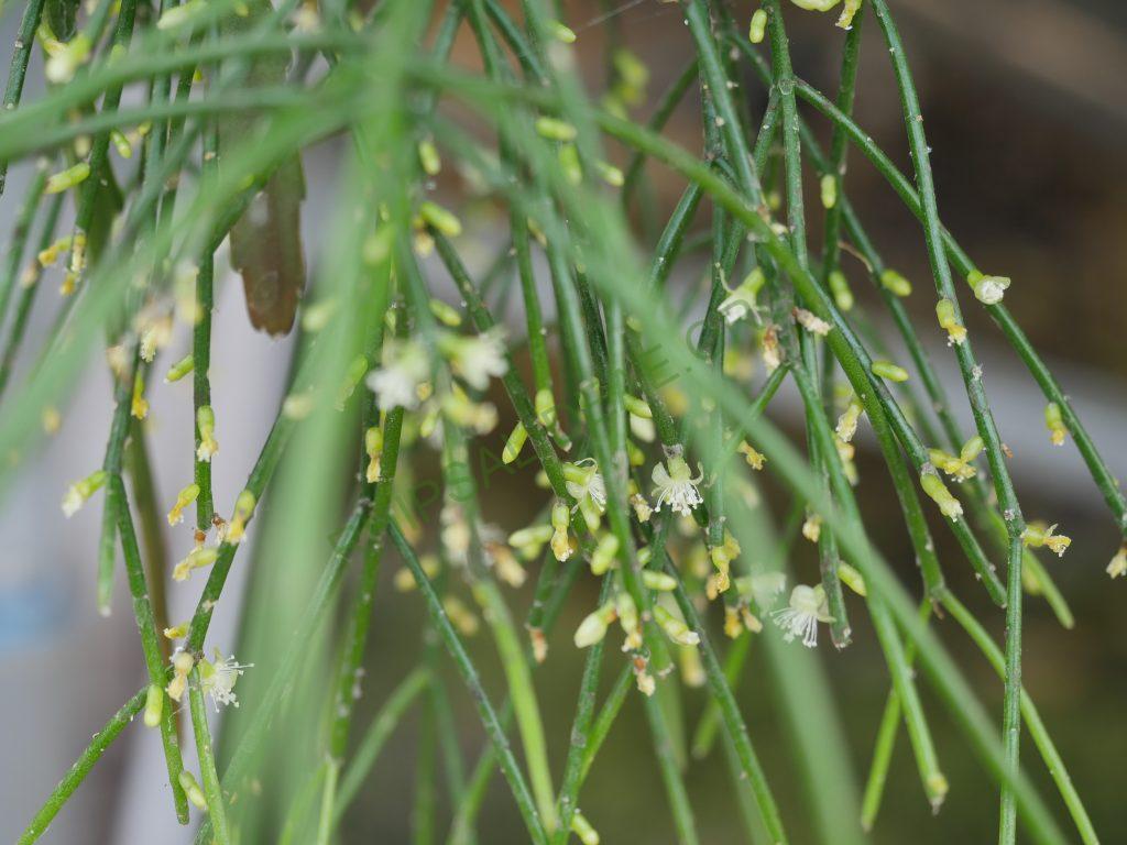 Rhipsalis teres f. teres, Bocaina, São Paulo, Brazil