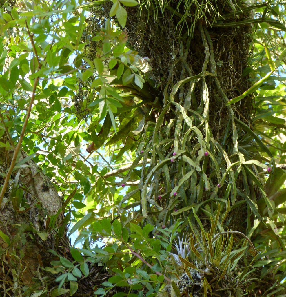 Rhipsalis trigonoides, Campos do Jordão, São Paulo, Brazil