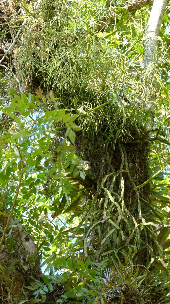 Rhipsalis trigonoides, Campos do Jordão, São Paulo, Brazil