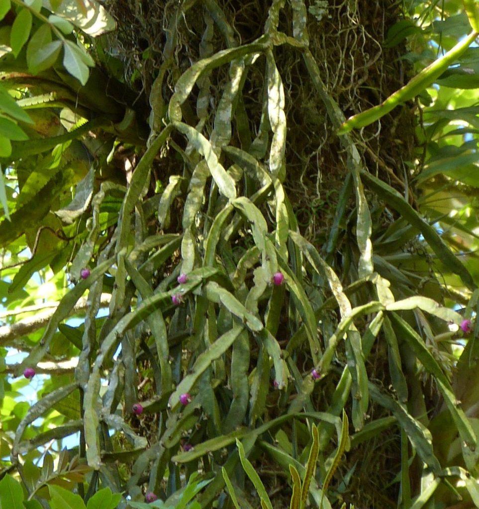 Rhipsalis trigonoides, Campos do Jordão, São Paulo, Brazil