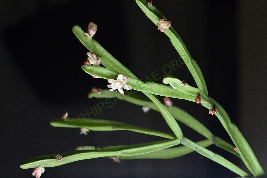 Rhipsalis trigonoides