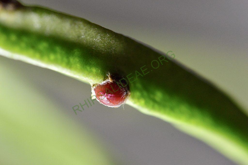 Rhipsalis trigonoides