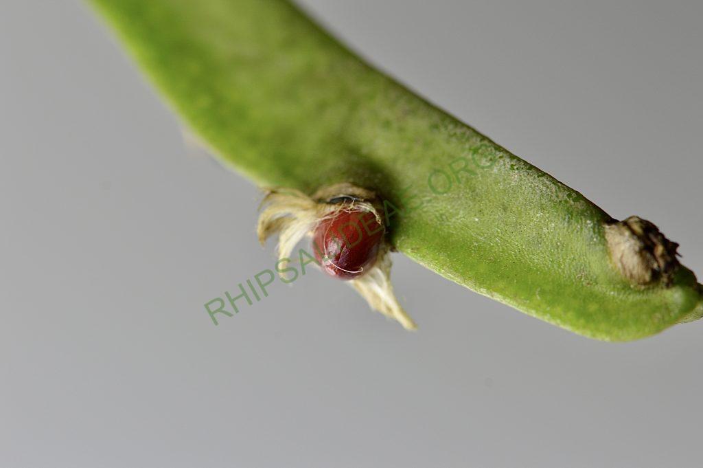 Rhipsalis trigonoides