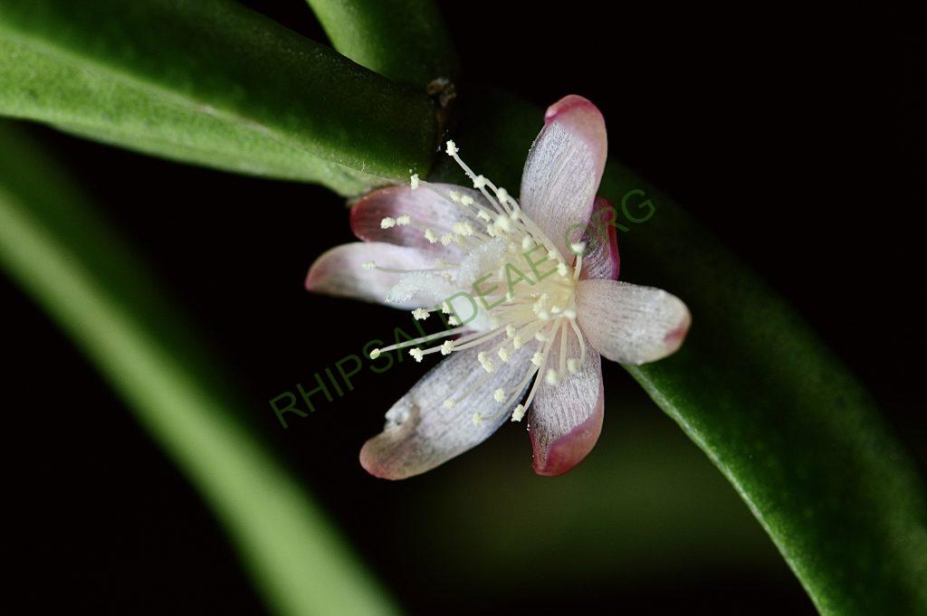 Rhipsalis trigonoides