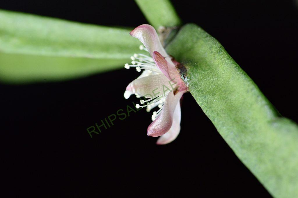 Rhipsalis trigonoides