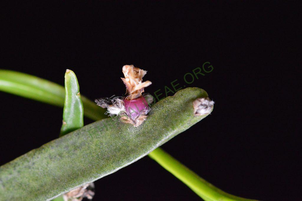 Rhipsalis trigonoides
