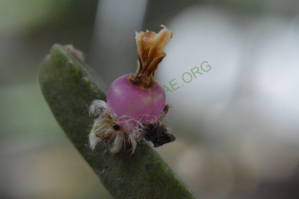 Rhipsalis trigonoides