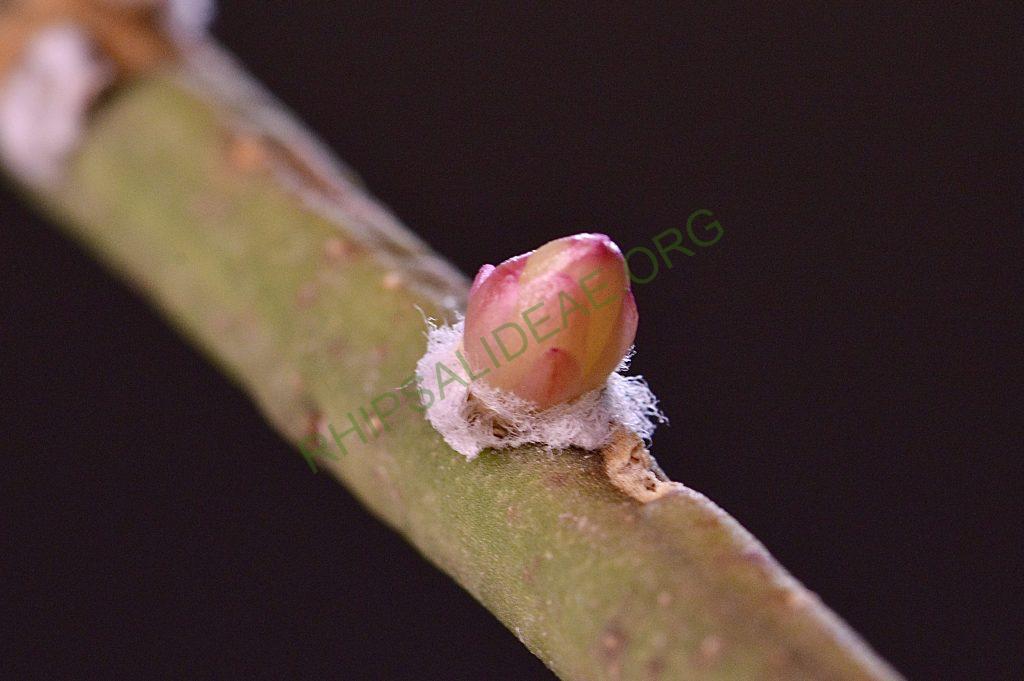 Rhipsalis tucumanensis, HBG 51696, Tarija, Bolivia