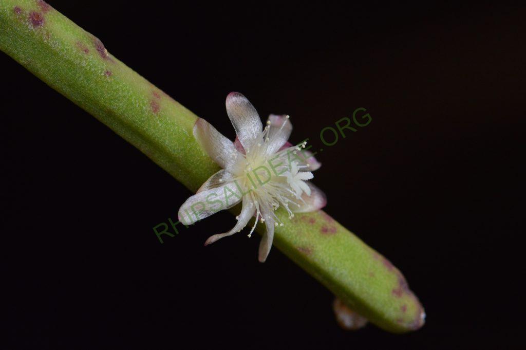 Rhipsalis tucumanensis, HBG 51696, Tarija, Bolivia