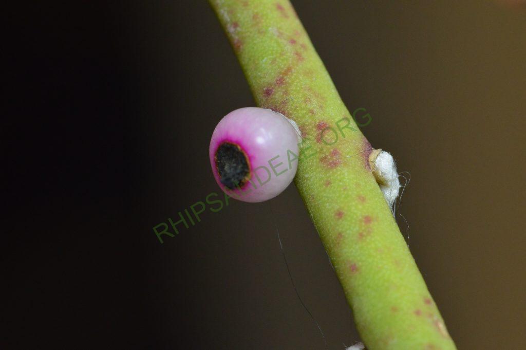 Rhipsalis tucumanensis, HBG 51696, Tarija, Bolivia