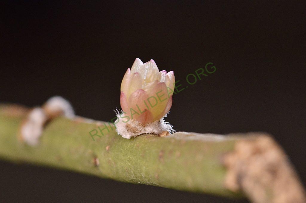 Rhipsalis tucumanensis, HBG 51696, Tarija, Bolivia
