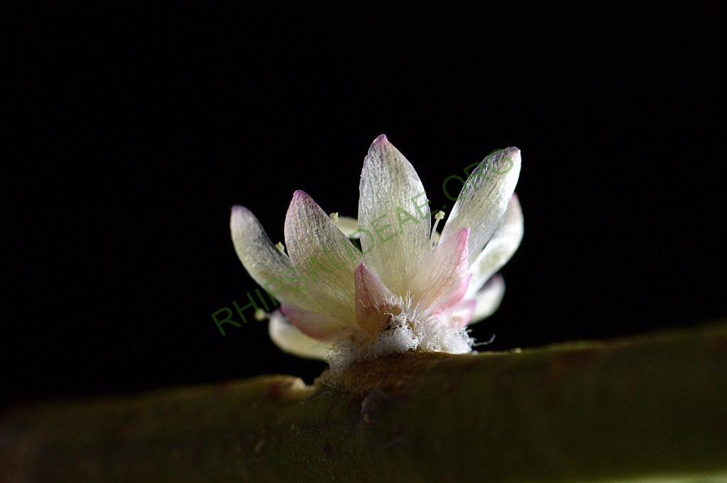 Rhipsalis tucumanensis, HBG 51696, Tarija, Bolivia