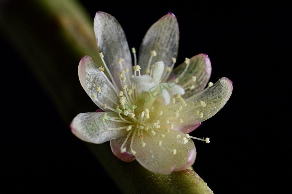 Rhipsalis tucumanensis, HBG 51696, Tarija, Bolivia