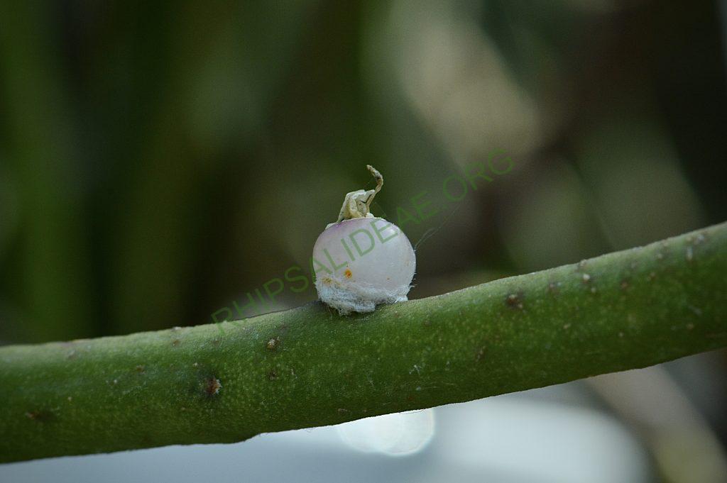 Rhipsalis tucumanensis, HBG 51696, Tarija, Bolivia