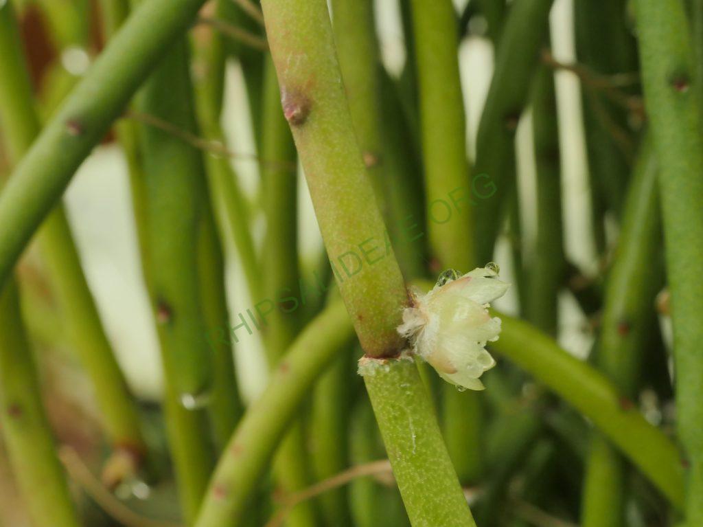 Rhipsalis tucumanensis