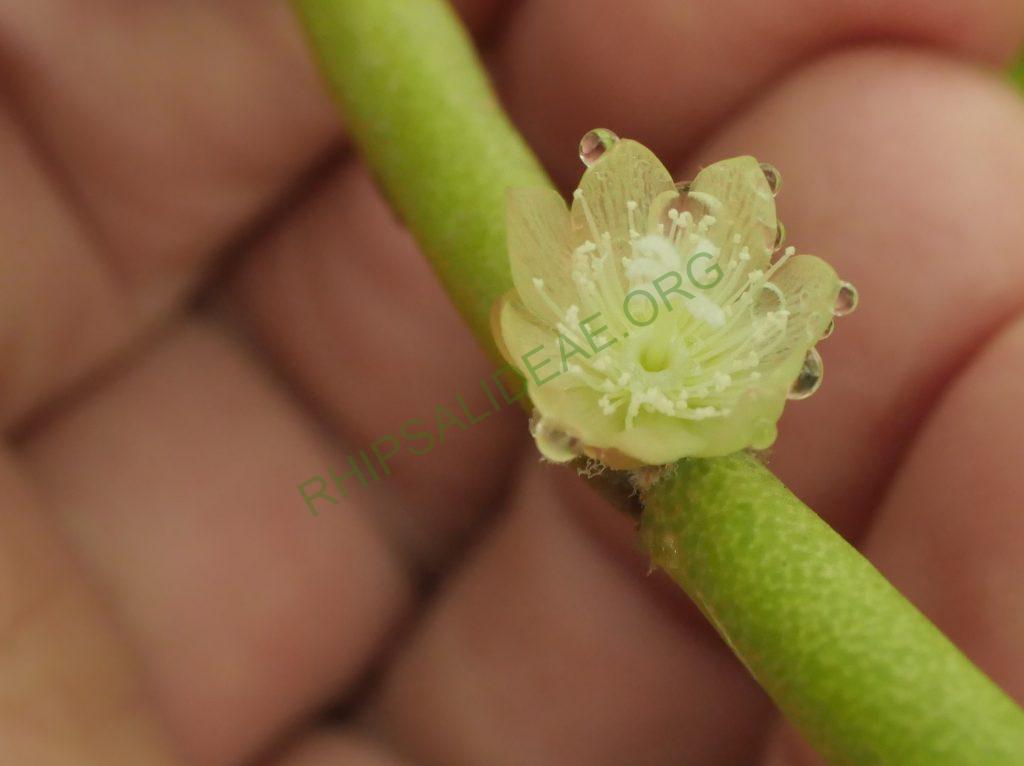 Rhipsalis tucumanensis