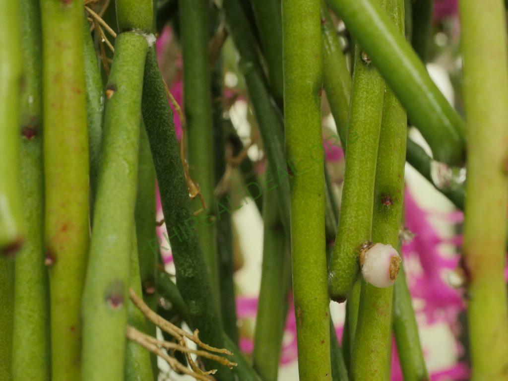 Rhipsalis tucumanensis