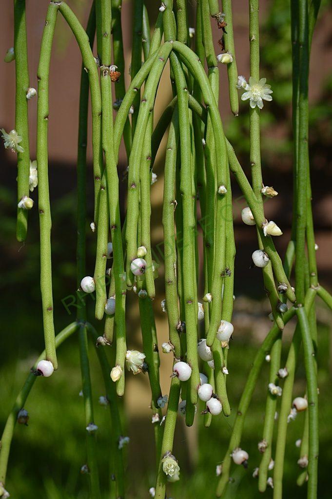 Rhipsalis tucumanensis