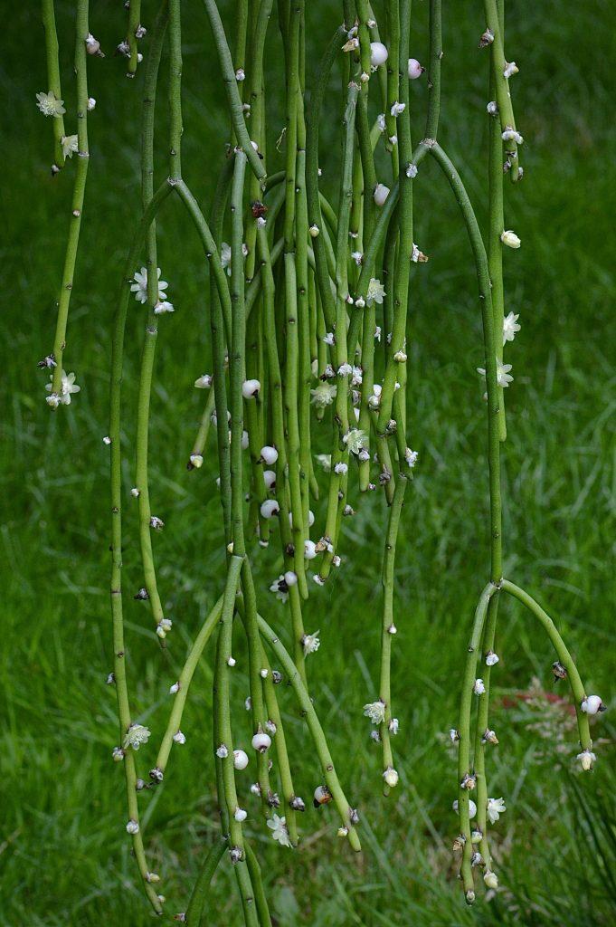 Rhipsalis tucumanensis