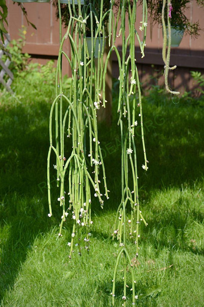 Rhipsalis tucumanensis