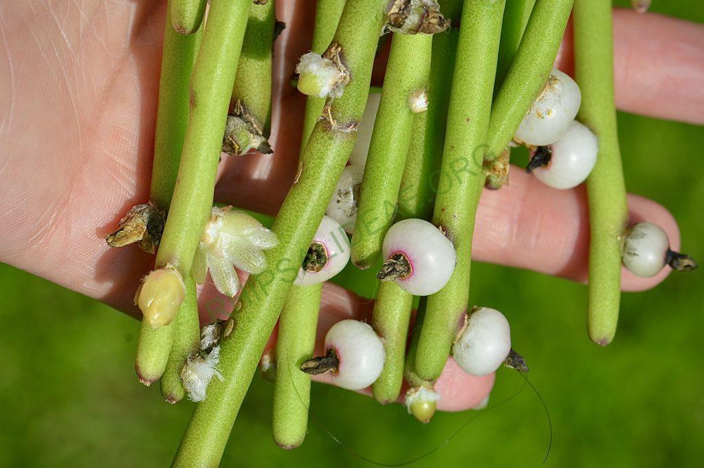 Rhipsalis tucumanensis