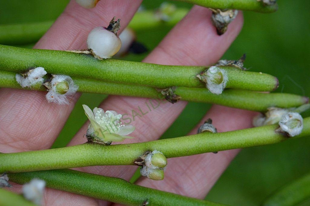 Rhipsalis tucumanensis