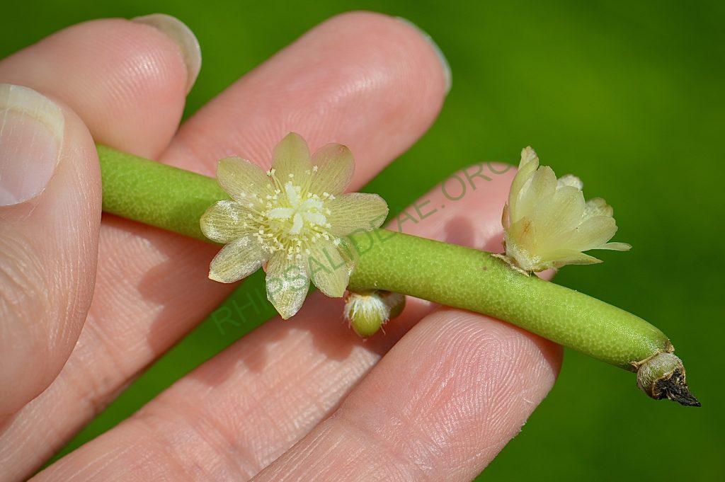 Rhipsalis tucumanensis
