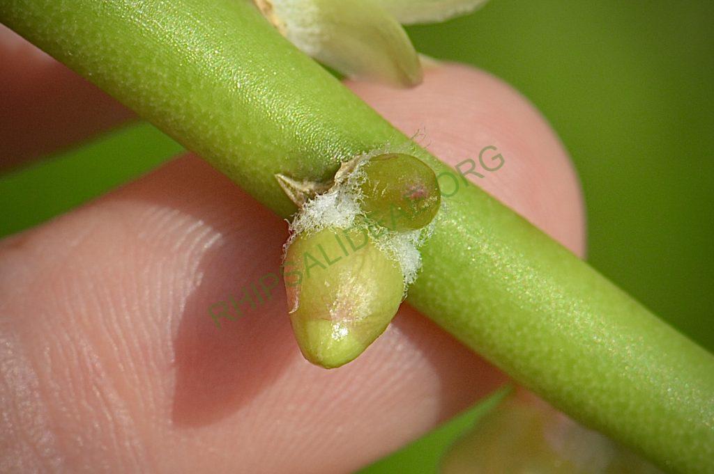 Rhipsalis tucumanensis